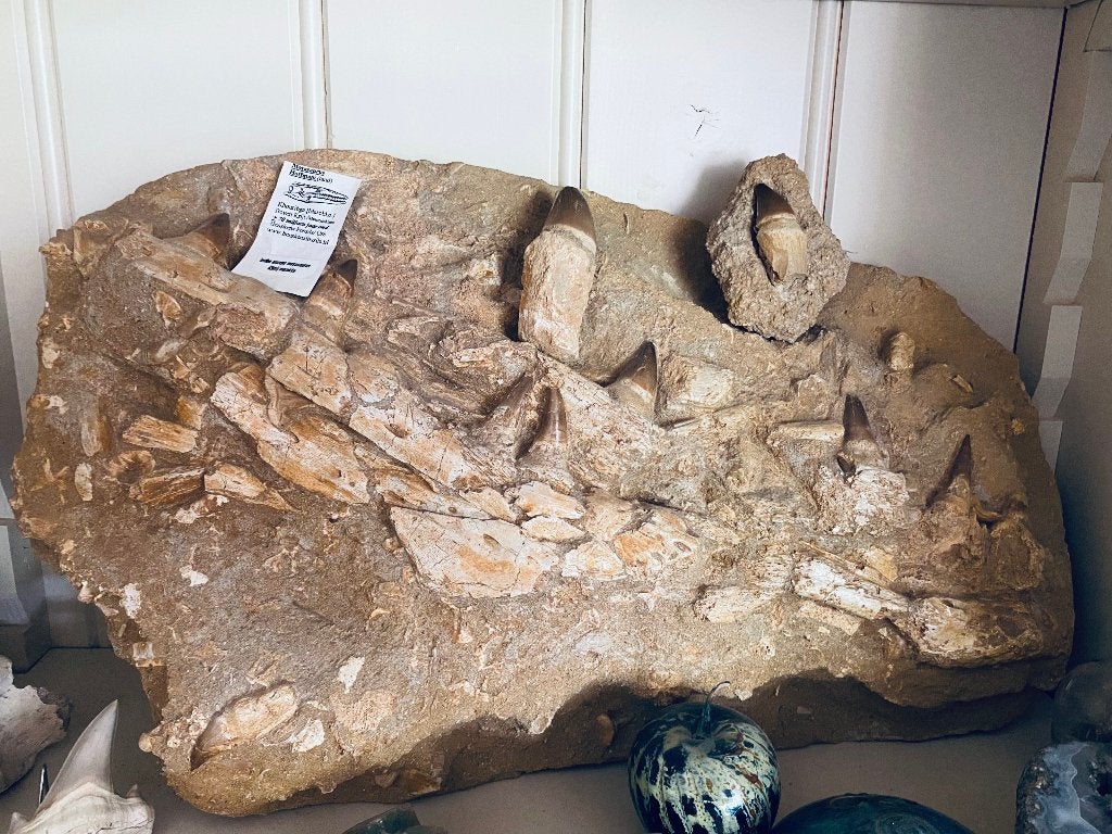 MOSASAURUS  HOFFMANI (TAND,55 BX33cmHg.), Ophalen, Fossiel