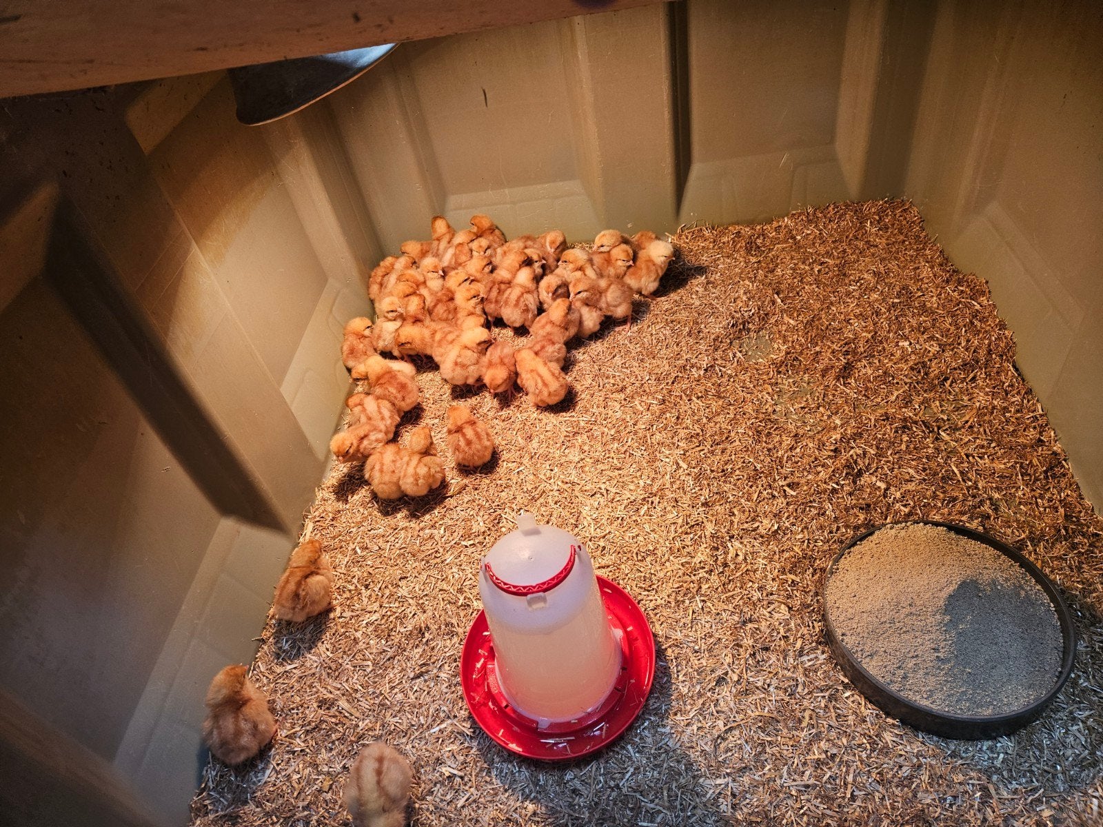leghen kuikens, Dieren en Toebehoren, Pluimvee, Vrouwelijk, Kip