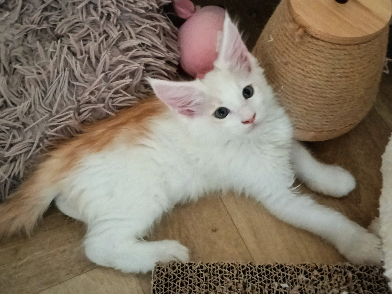 Wij mogen verhuizen! 3 Raszuivere Maine Coon kittens, Meerdere dieren, Gechipt, 0 tot 2 jaar