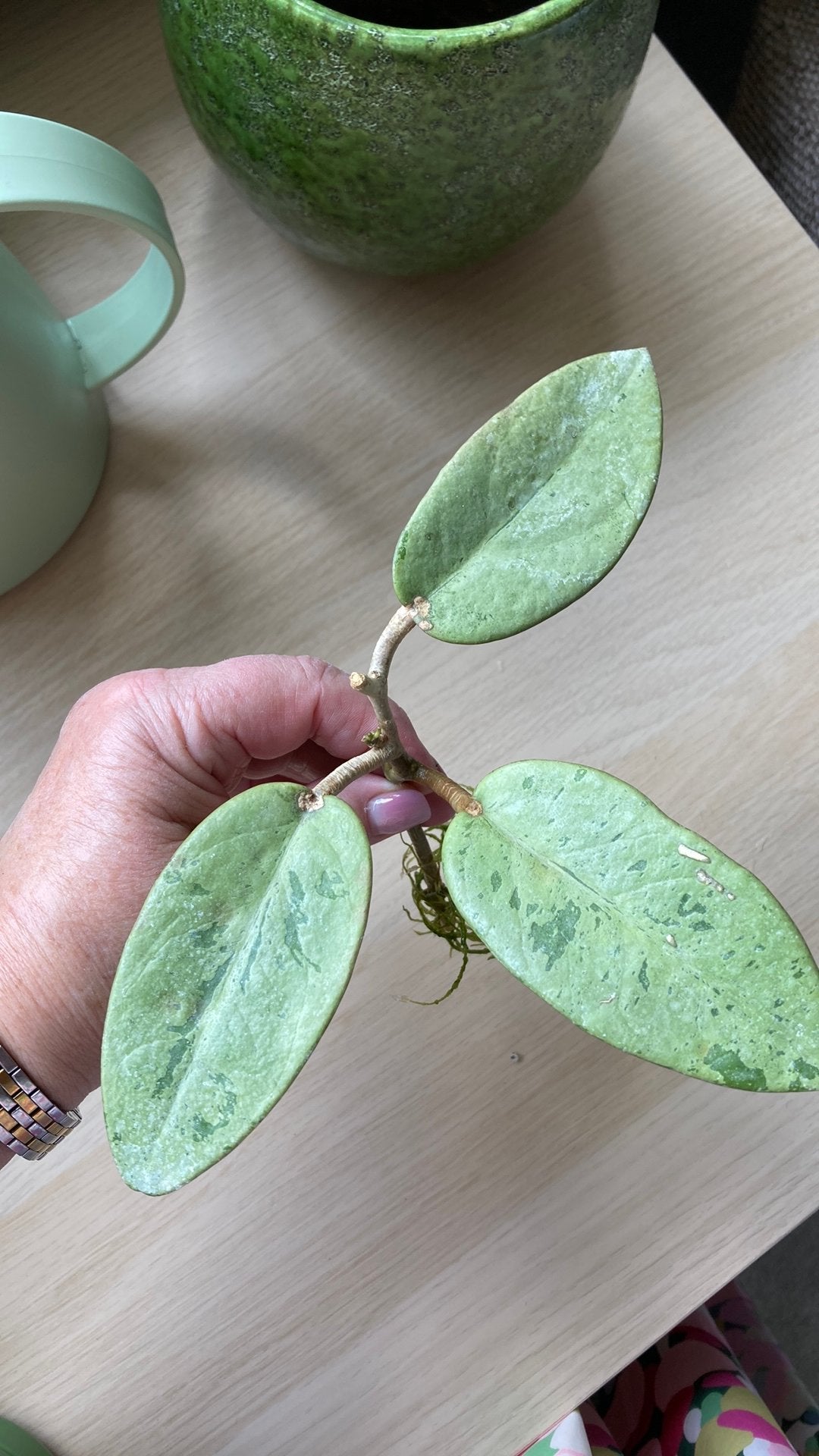 Hoya Silver Dollar, Huis en Inrichting, Ophalen of Verzenden, Halfschaduw, Minder dan 100 cm