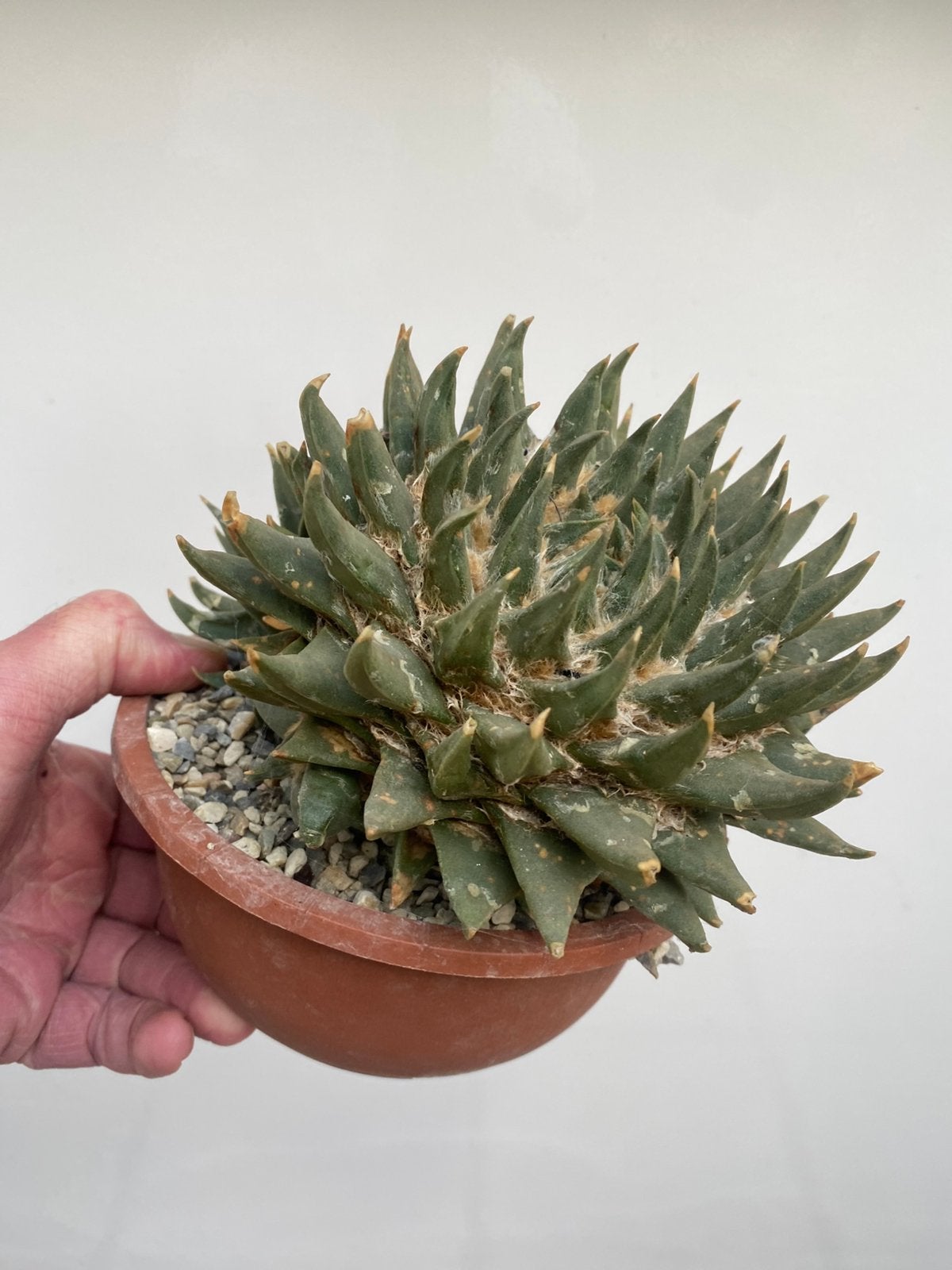 Ariocarpus retusus – fraaie oude en grote plant, Huis en Inrichting, Ophalen of Verzenden, Volle zon, Minder dan 100 cm