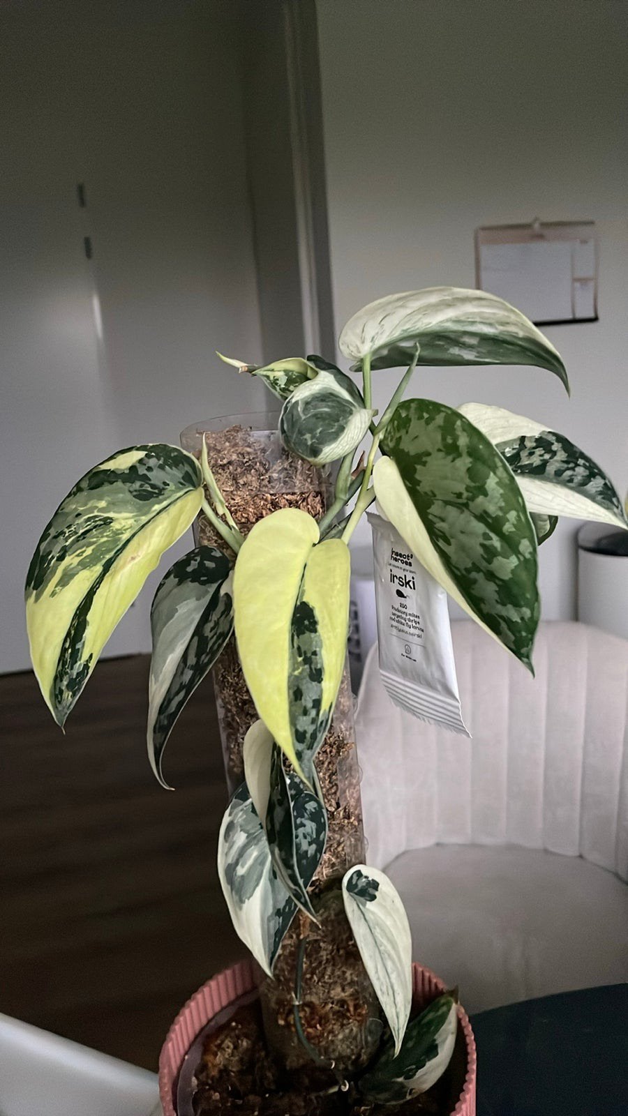 Scindapsus mayari albo variegata, Ophalen of Verzenden, Halfschaduw, Minder dan 100 cm