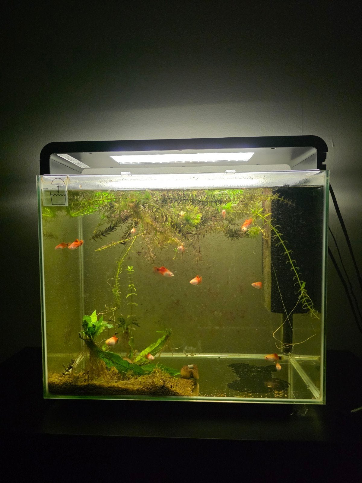 Superfish Aquarium Home 40 Led, Ophalen, Inclusief toebehoren, Grind, Zand of Voedingsbodem, Superfish