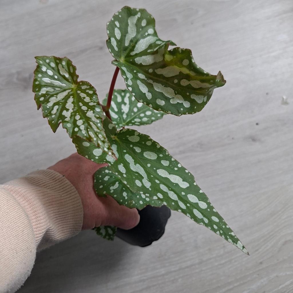 Begonia Sherwood Forest plant, Huis en Inrichting, Kamerplanten, Ophalen of Verzenden, Halfschaduw, Minder dan 100 cm