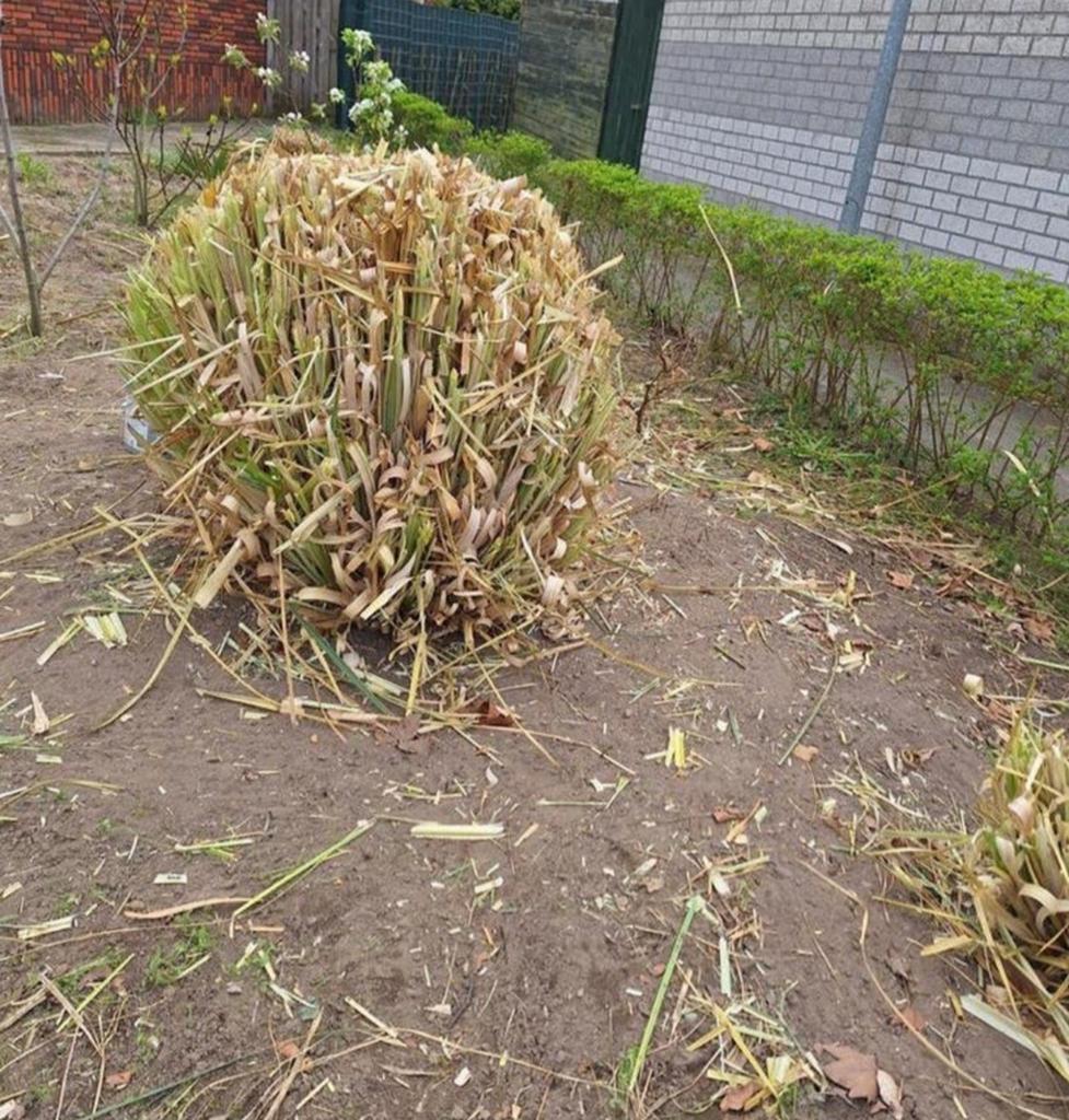 Mega Panpas gras gesnoeid, Ophalen, Siergrassen, Volle zon