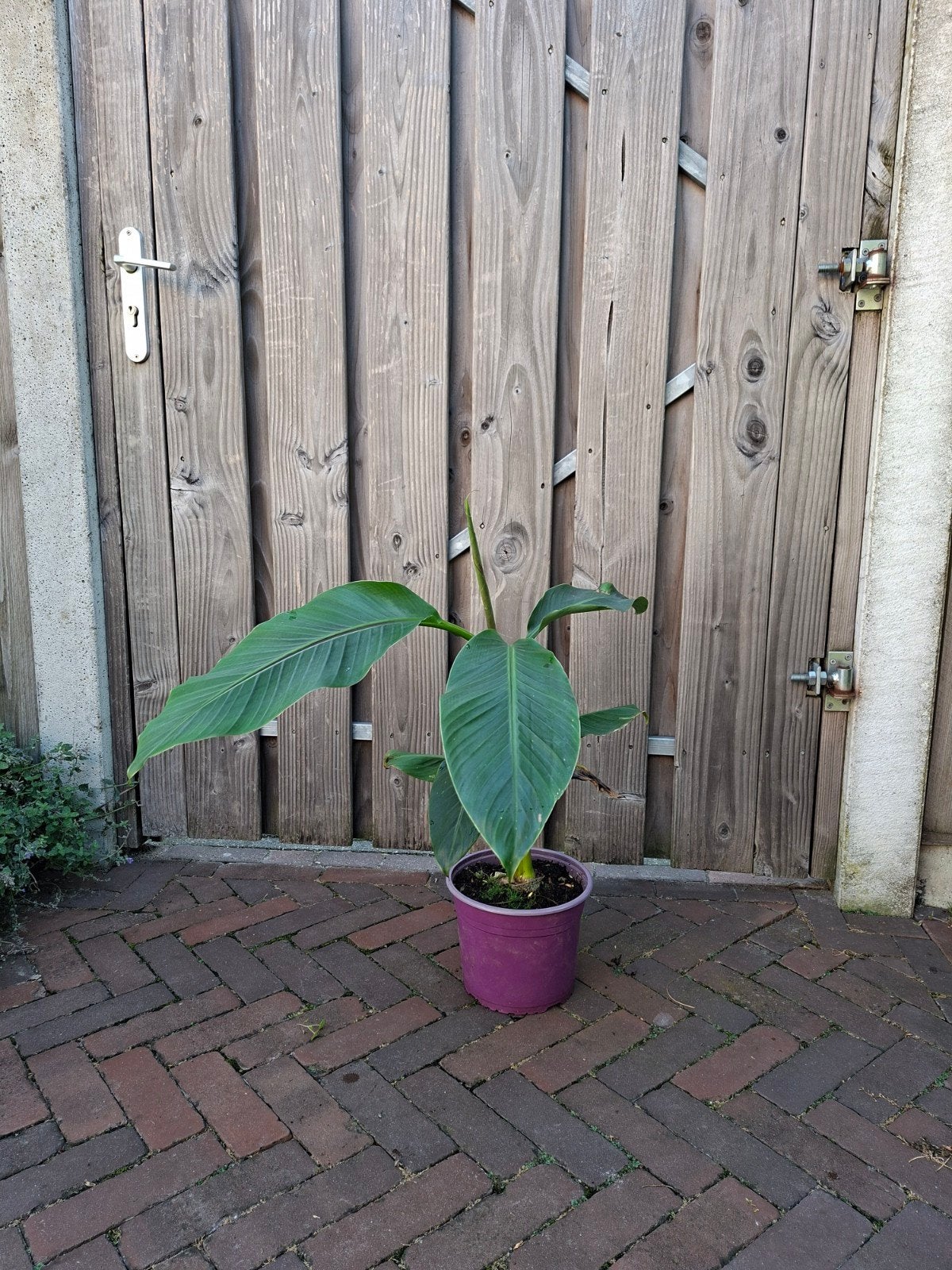 Musa sikkimensis red tiger bananenplant, Overige soorten, 250 tot 400 cm, Ophalen, Volle zon