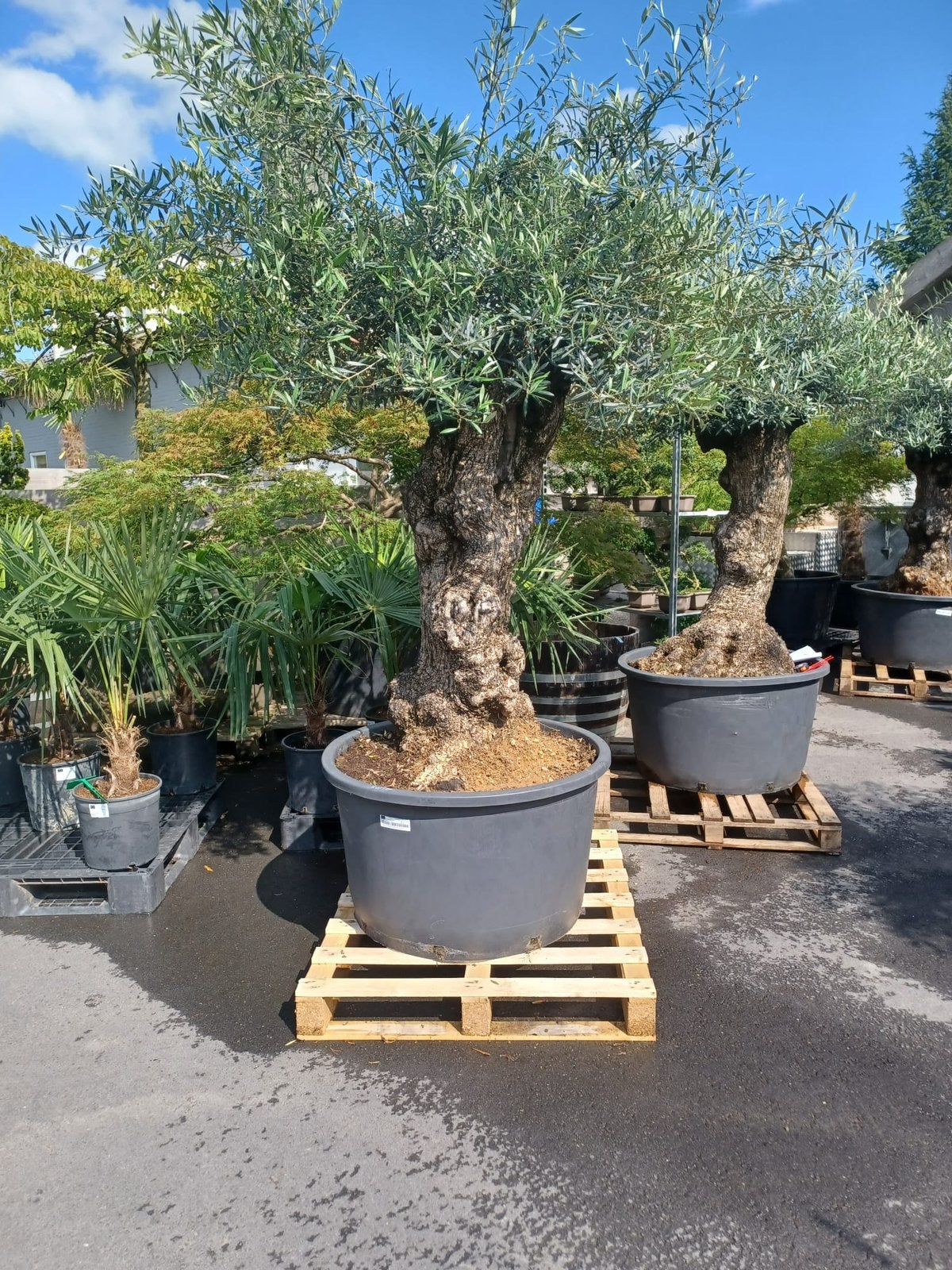 25% Jubileum korting-5 jaar NOBILIS Ens-Houten jubileum, 100 tot 250 cm, Olijfboom, Zomer, Ophalen