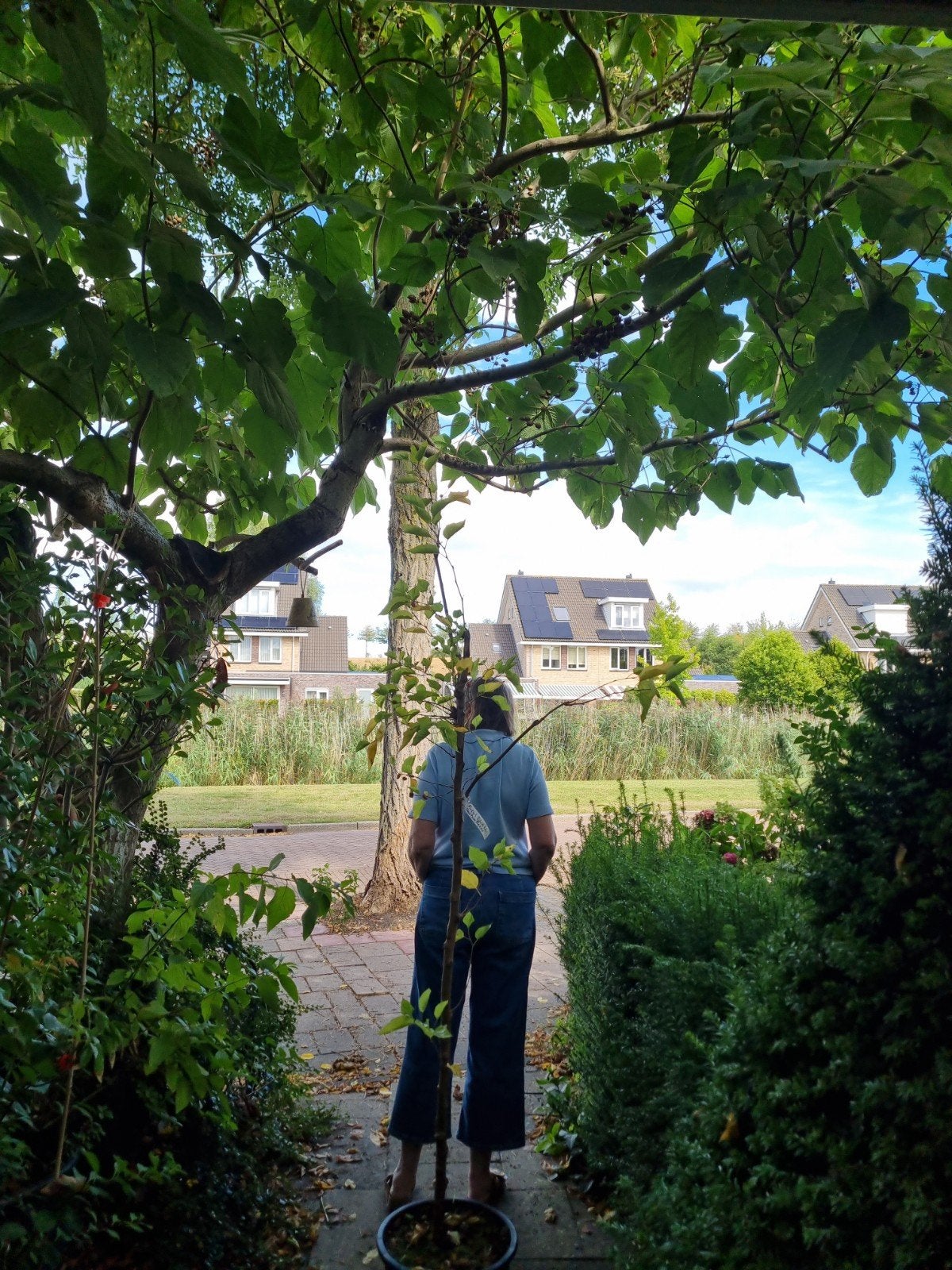 Morus Rotundiloba 'BonBonBerry' Moerbei boom (3+ meter), Tuin en Terras, Overige soorten, 250 tot 400 cm, Zomer, Ophalen