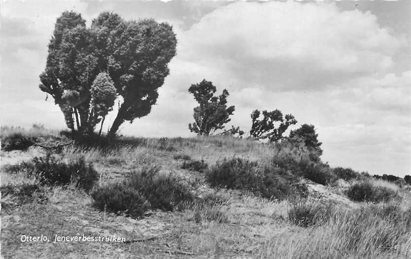 300-023-031 Otterlo Jeneverbesstruiken, Verzenden, Voor 1920, Gelderland