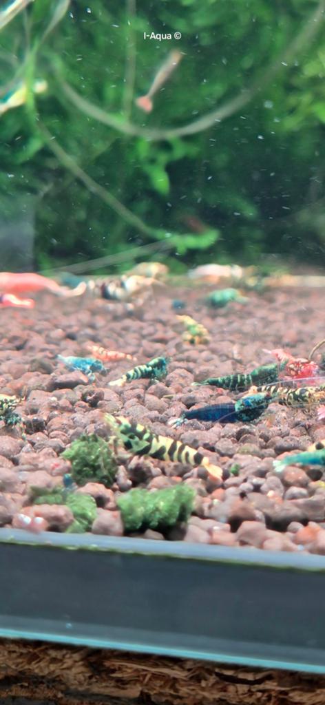 Foto 11 van Skittles caridina garnalen bezorging mix 10+5 gratis!