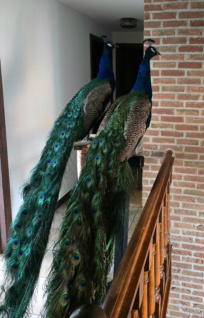 te koop: opgezette prachtige pauwen,  jufferkraanvogel, Ophalen, Nieuw, Vogel, Opgezet dier