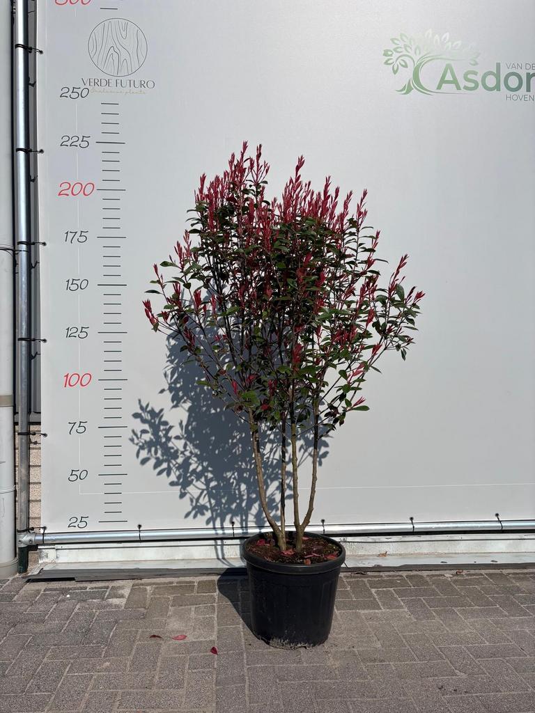 Photinia fraseri Red Robin meerstam 150-175 cm hoog, Volle zon, Vaste plant, Lente, Ophalen