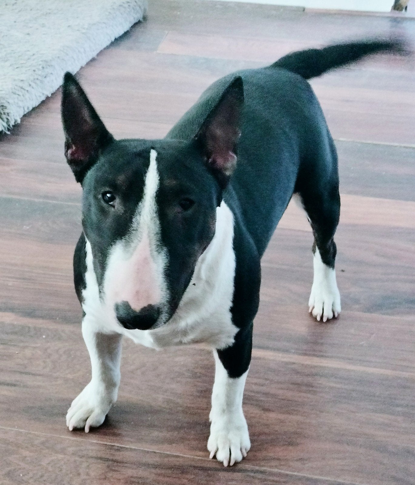 Miniatuur bullterrier, 1 tot 2 jaar, Teef, Eén hond, Parvo