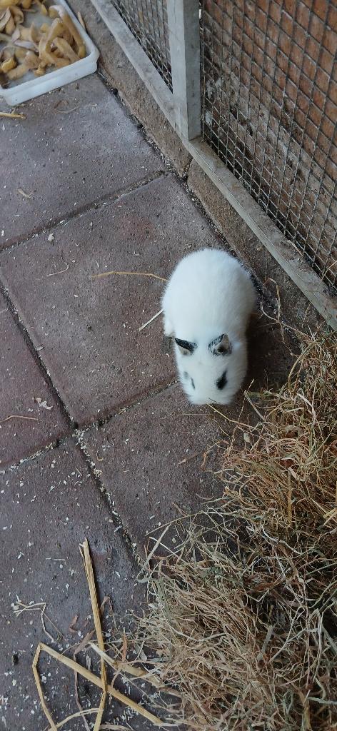 konijntjes, Dieren en Toebehoren, Meerdere dieren, Klein, 0 tot 2 jaar