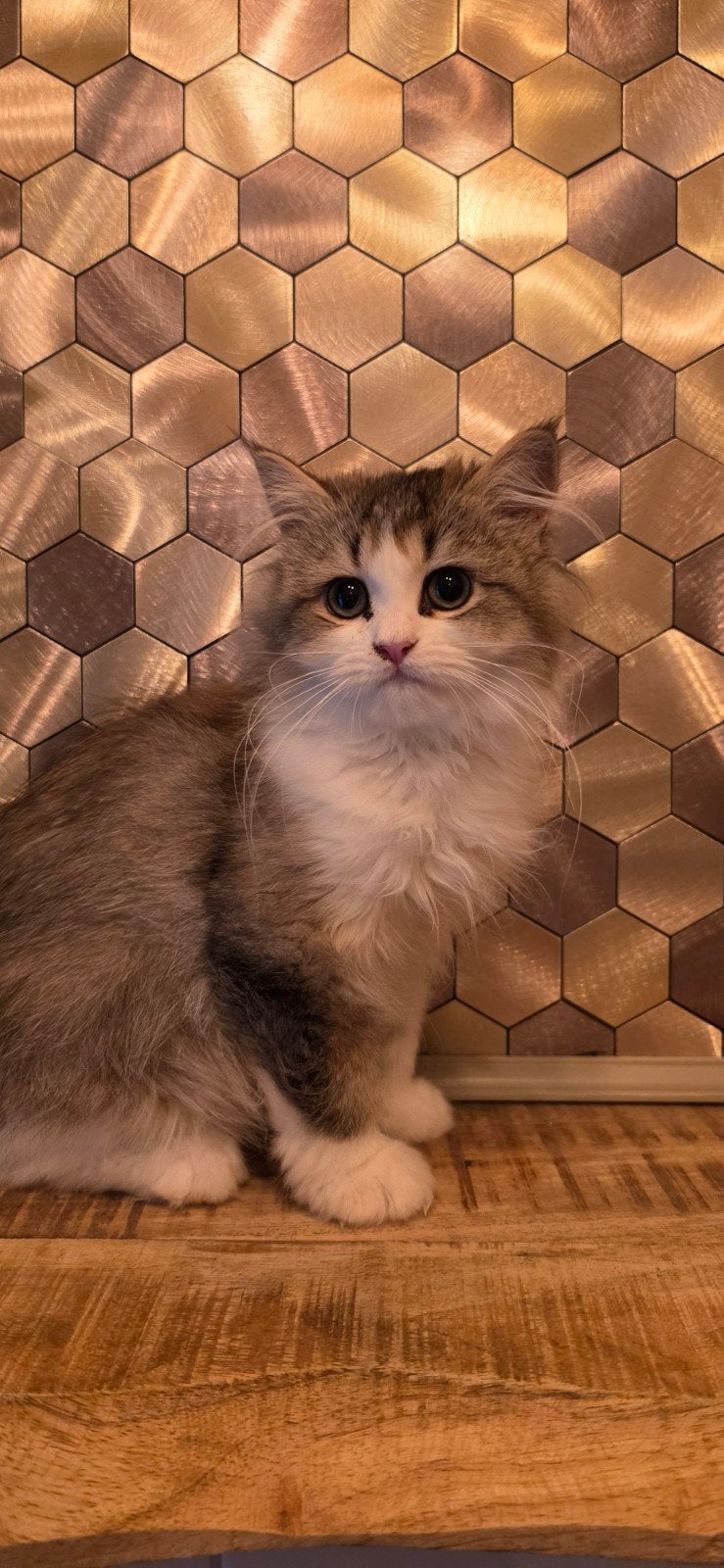 kruising Ragdoll x Brit, Dieren en Toebehoren, Poes, Ontwormd, 0 tot 2 jaar