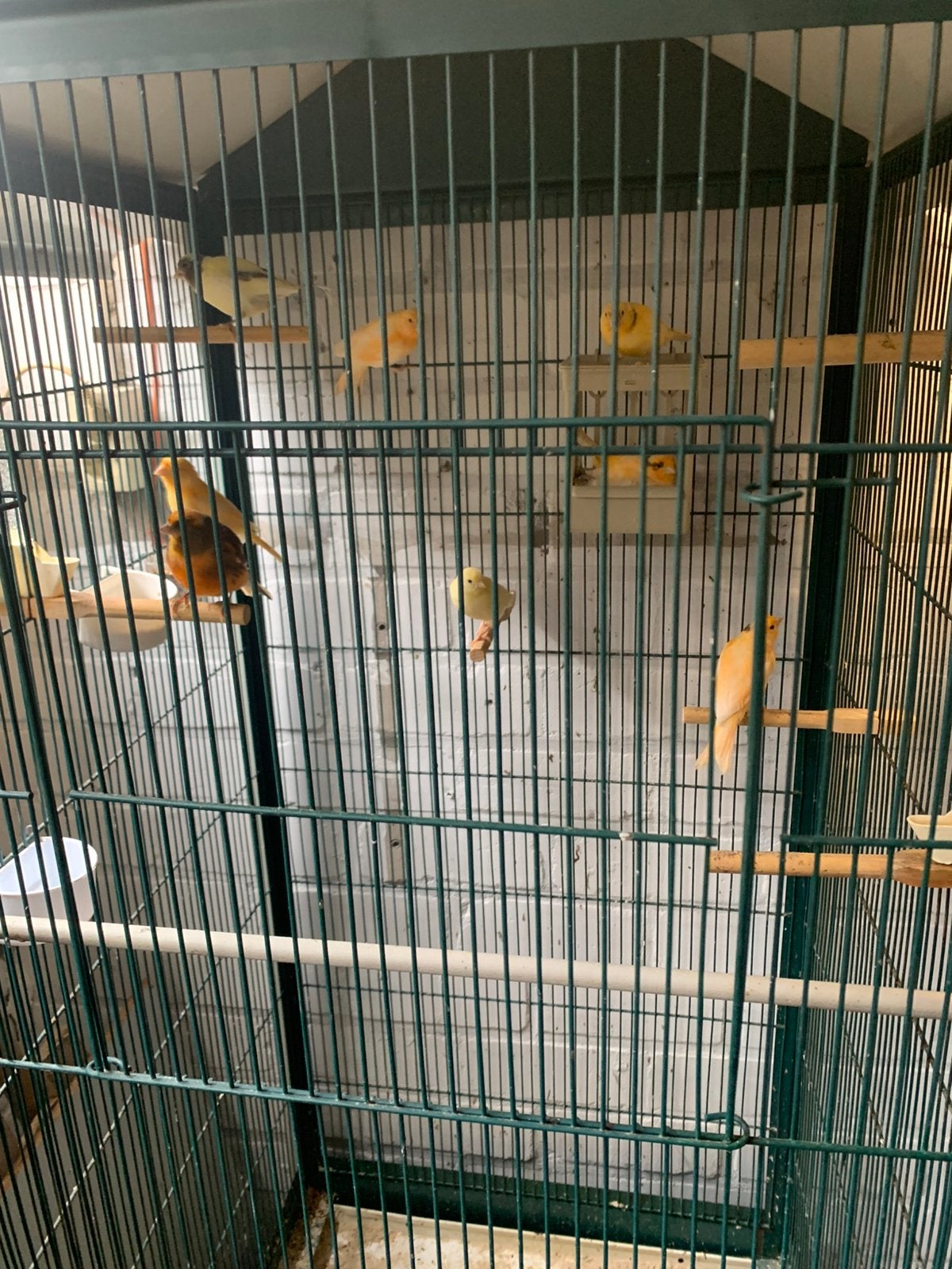 Kanaries 8 stuks met mooie compleet met mooie kooi, Dieren en Toebehoren, Vogels | Kanaries, Meerdere dieren, Zangkanarie
