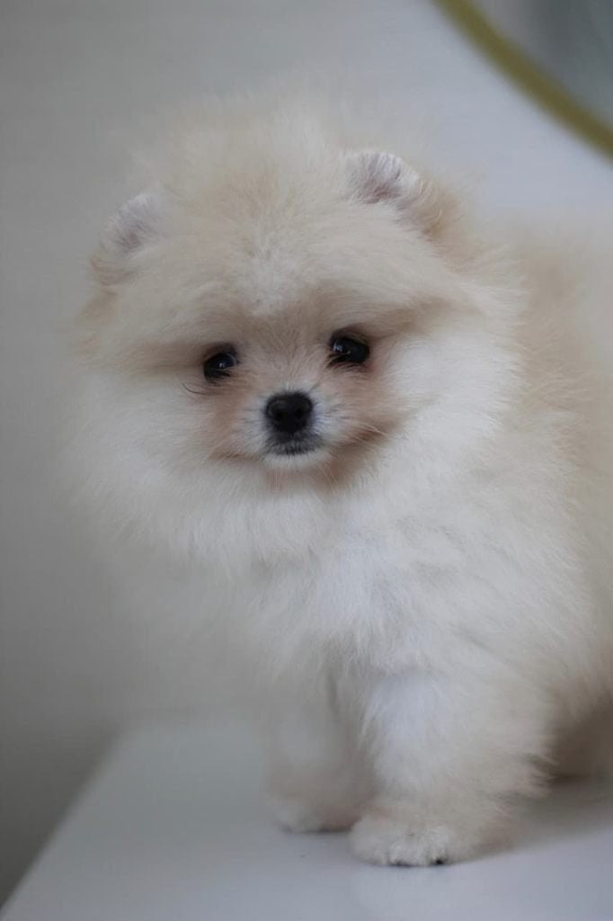 Pomeriaan pup reutje Cream Bear type – te reserveren, Keeshond, Reu, 8 tot 15 weken, Buitenland