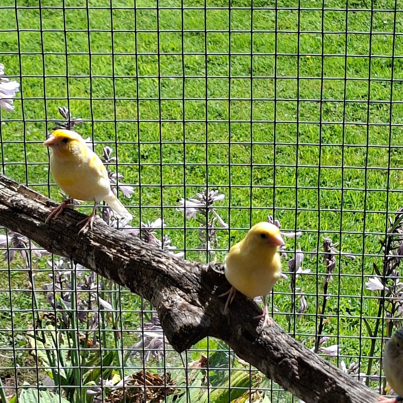 4 prima kanaries, Dieren en Toebehoren, Vogels | Kanaries, Meerdere dieren, Kleurkanarie