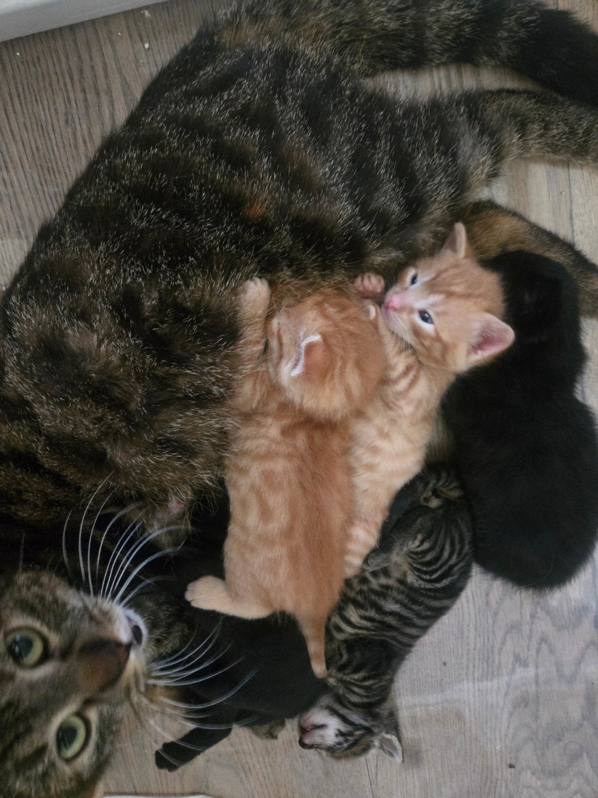Aanhankelijke Kittens !, Meerdere dieren