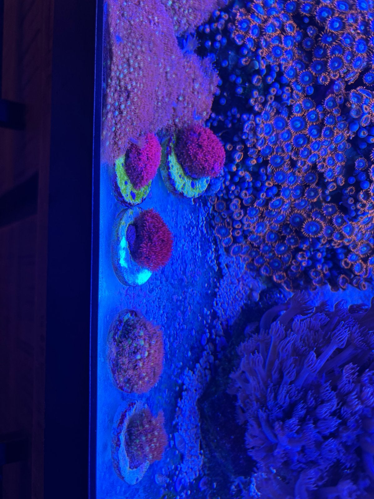 Div mooie koralen, Dieren en Toebehoren, Vissen | Aquariumvissen, Overige typen