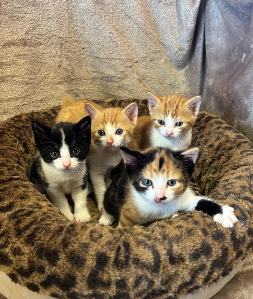 Superlieve kittens, Meerdere dieren, Ontwormd, 0 tot 2 jaar