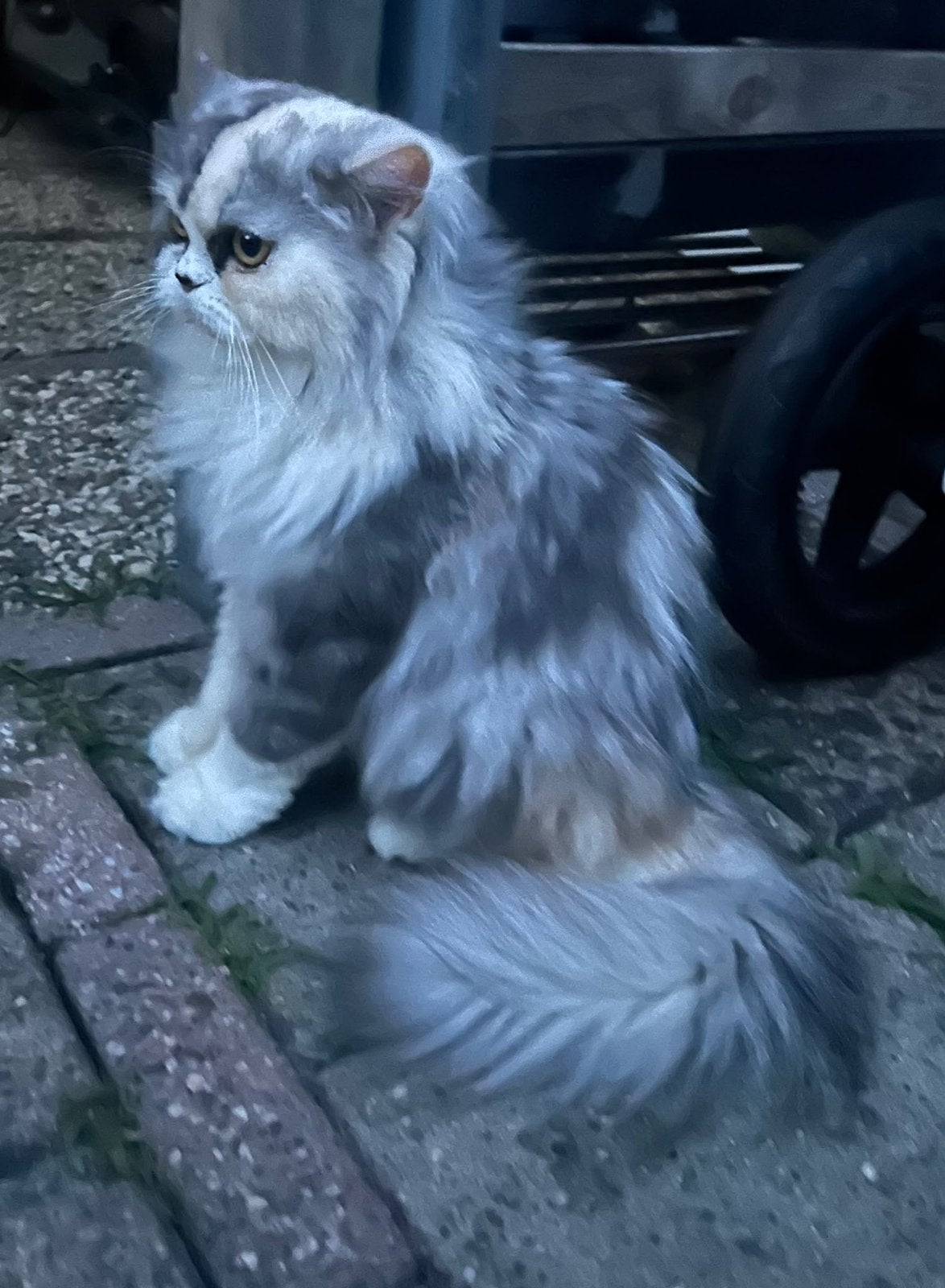 Poes te koop, Poes