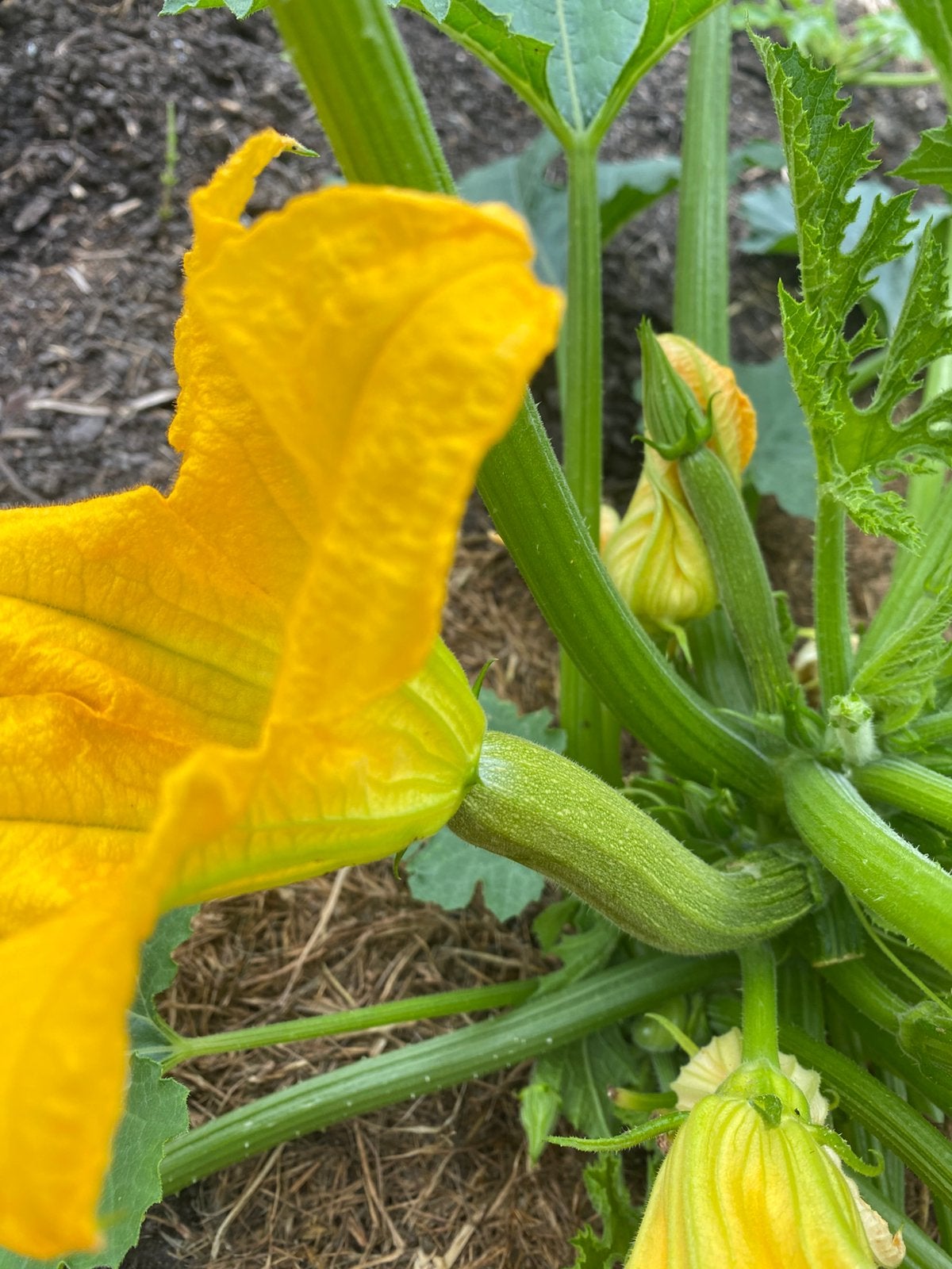 Courgettestekje, Ophalen, Volle zon