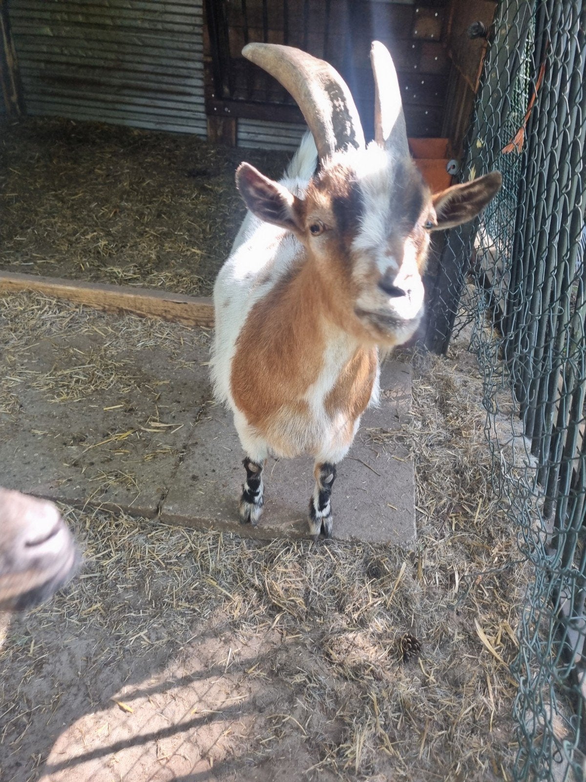 Goed thuis gezocht !, Meerdere dieren, Geit, 3 tot 5 jaar