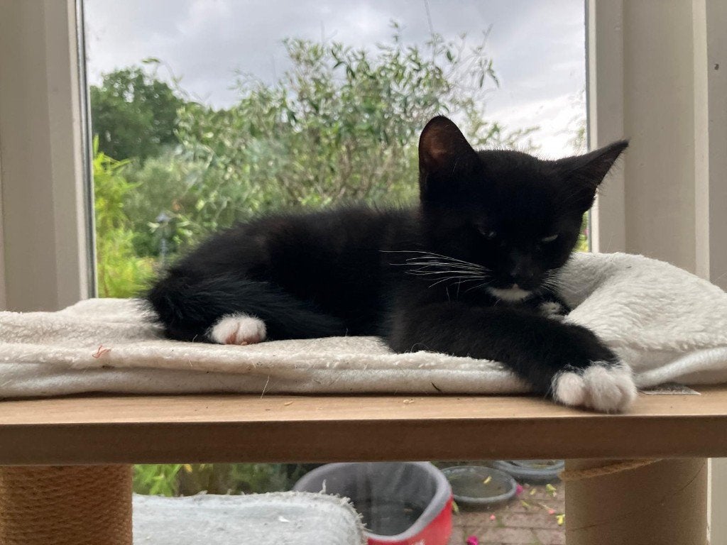 Nog 1 super lief katertje beschikbaar!, Dieren en Toebehoren, Katten en Kittens | Overige Katten, Kater, Kortharig, 0 tot 2 jaar