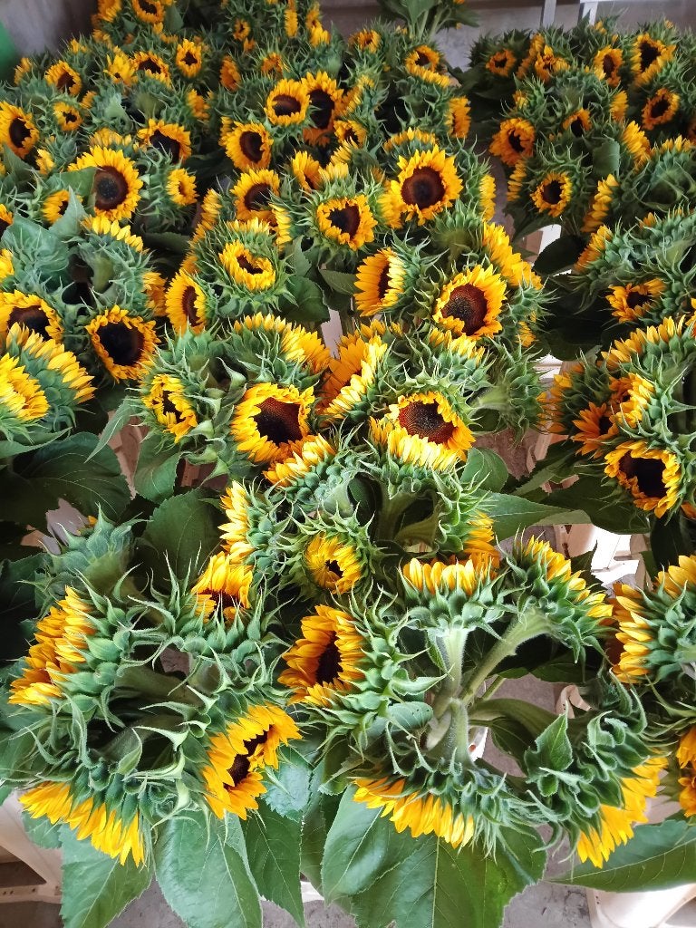 Partij 30 bos zonnebloemen te koop, Ophalen, Overige soorten, Halfschaduw, Minder dan 100 cm