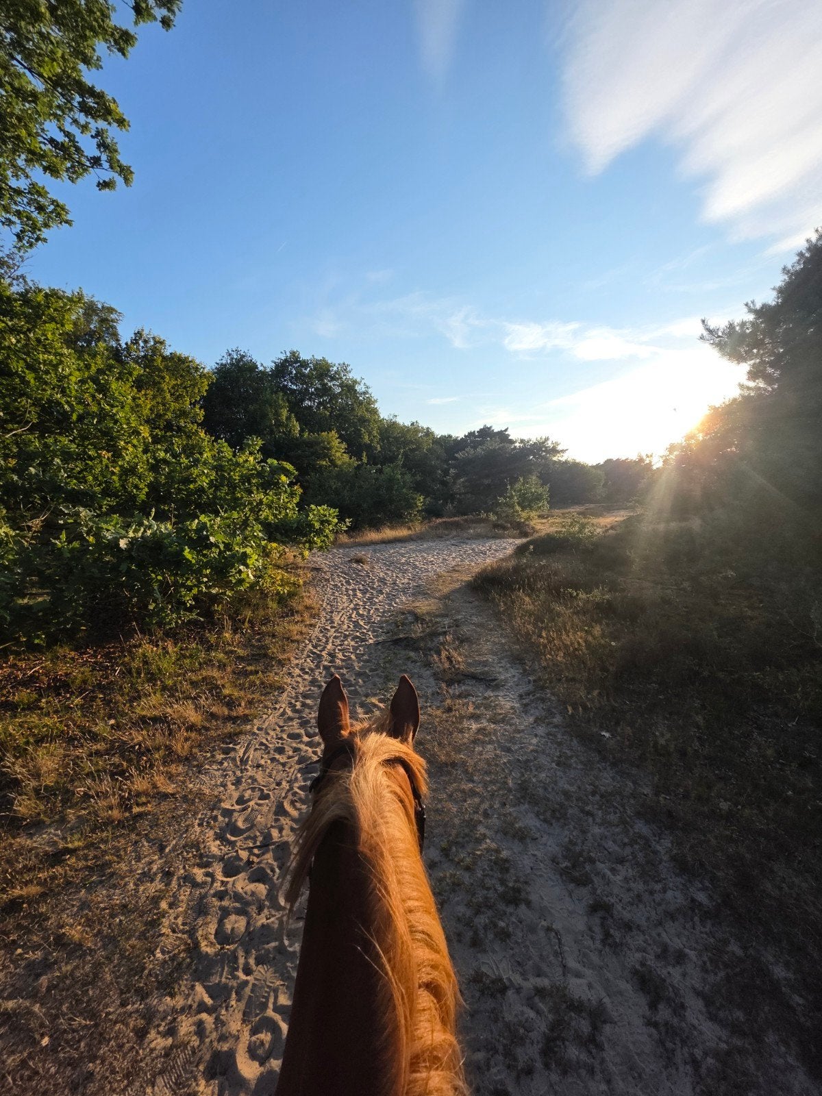 Leuk recreatiepaard gezocht, Ophalen of Verzenden