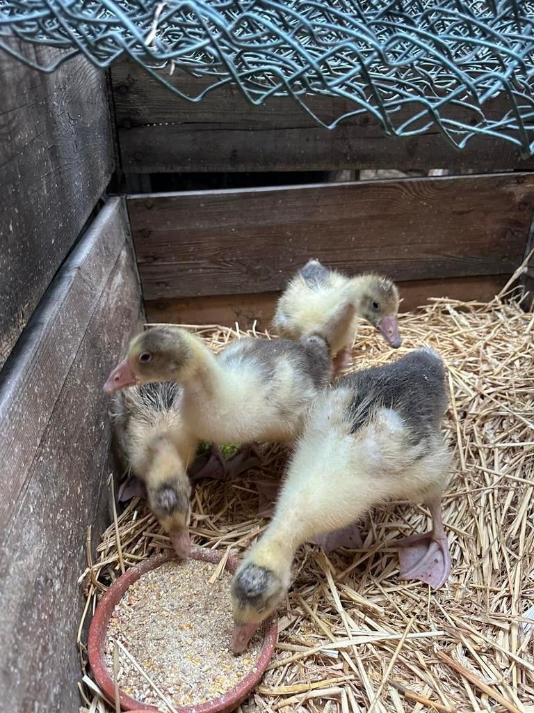 Vlaamse ganzen kuikens te koop, Gans of Zwaan