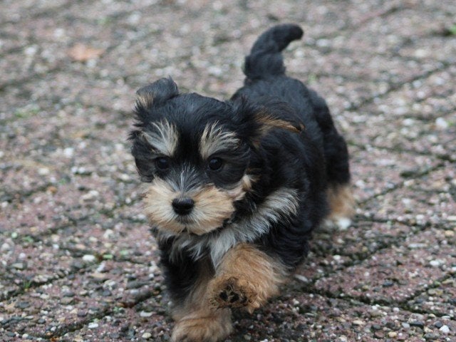 Lieve Morkie's te koop., Nederland, Overige rassen, 8 tot 15 weken, CDV (hondenziekte)