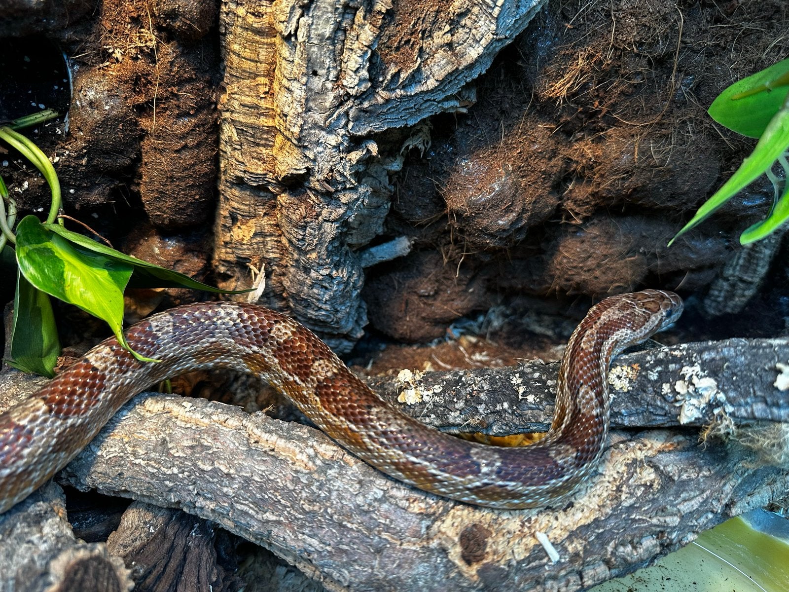 Pantherophis guttatus - Rode rattenslang Corn Snake photo 2