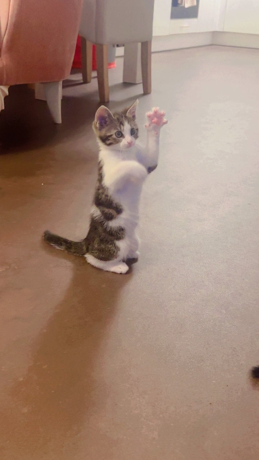 Lief katertje zoekt een warm en liefdevol thuis, Kater