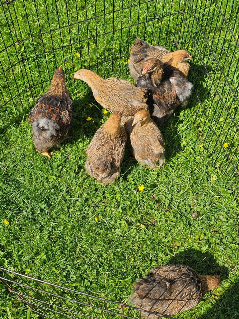 Cochin groot goudpartijs kuikens te koop., Dieren en Toebehoren, Pluimvee, Meerdere dieren, Kip