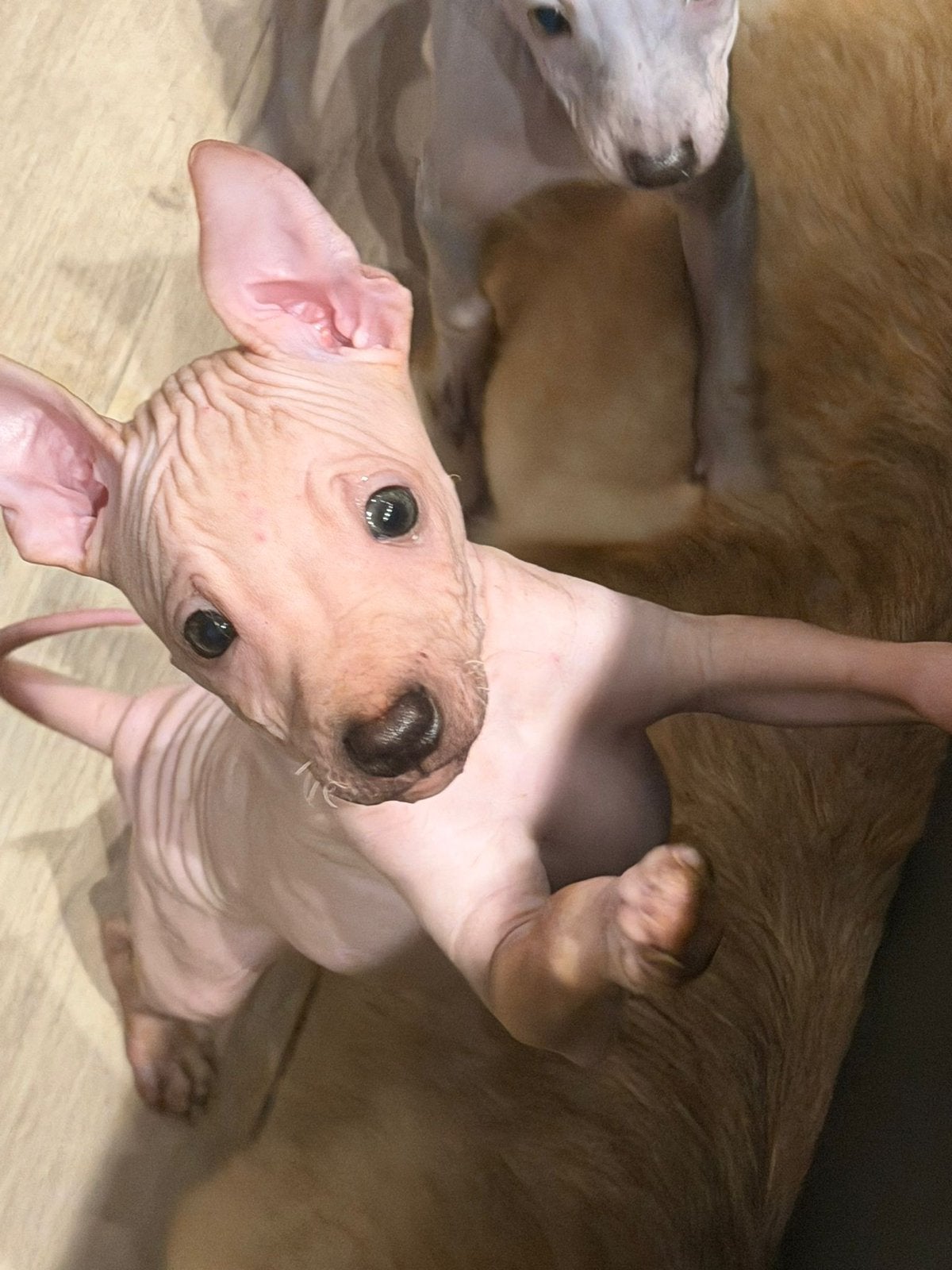 American hairless terriër, Amerikaanse naakthond reutje, Parvo, 8 tot 15 weken, Eén hond, Nederland