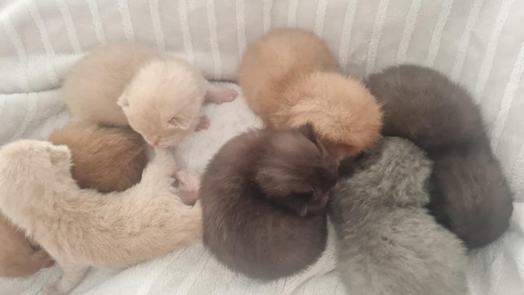 Britse korthaar kittens, Dieren en Toebehoren, Katten en Kittens | Raskatten | Korthaar, Meerdere dieren, Ontwormd