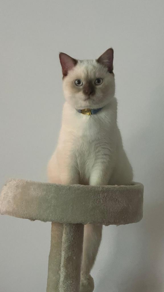 Mooie lieve britse korthaar, Kater
