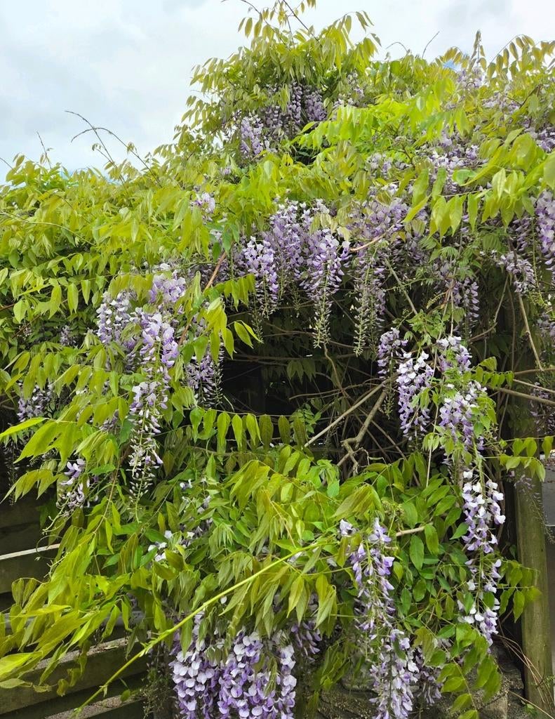 Wisteria blauwe / witte regen zaailingen 1 jaar, Tuin en Terras, Planten | Tuinplanten, Overige soorten, Volle zon, Vaste plant
