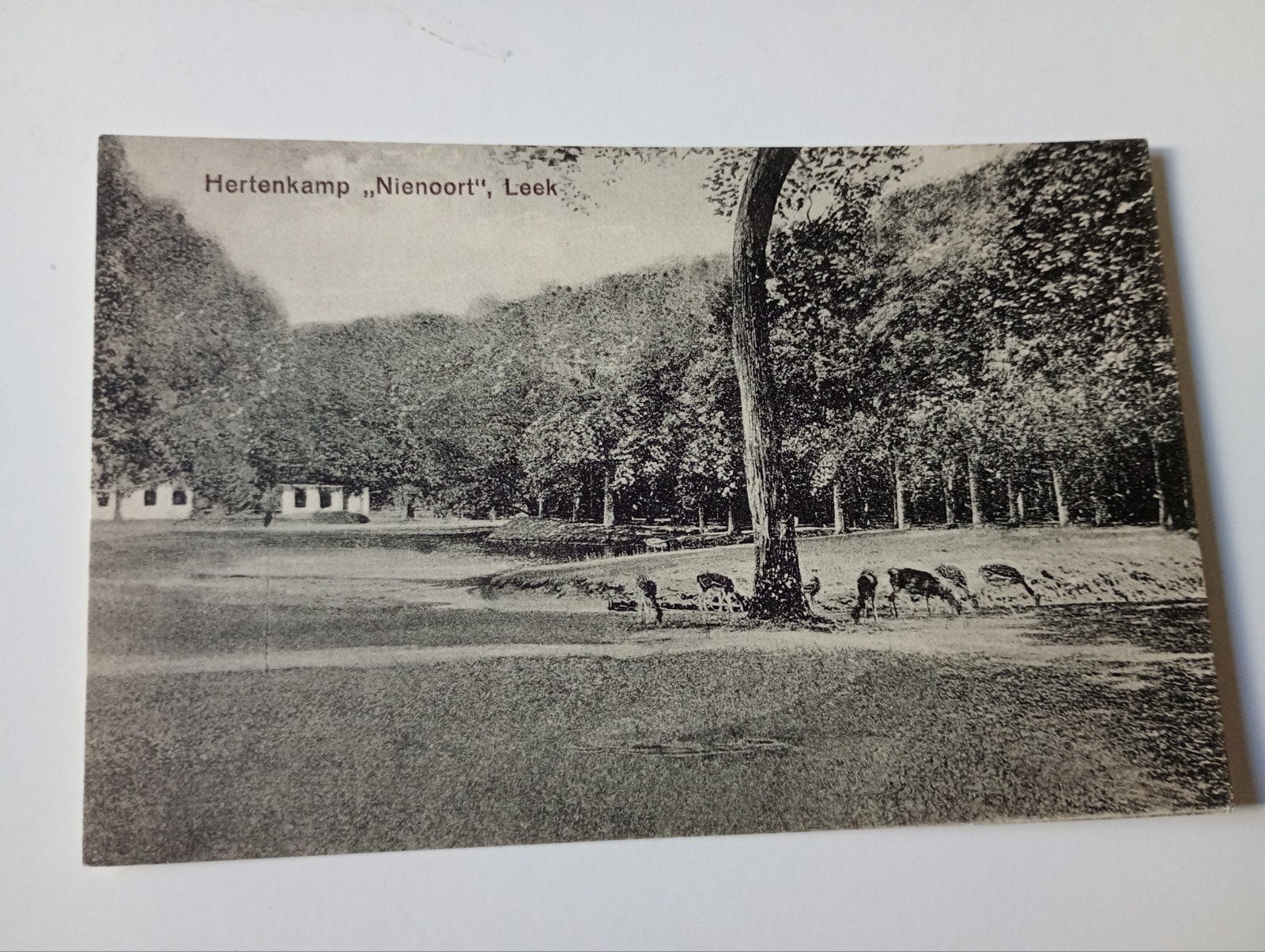 Leek Nienoord Hertenkamp, Ophalen of Verzenden, Voor 1920, Ongelopen, Groningen