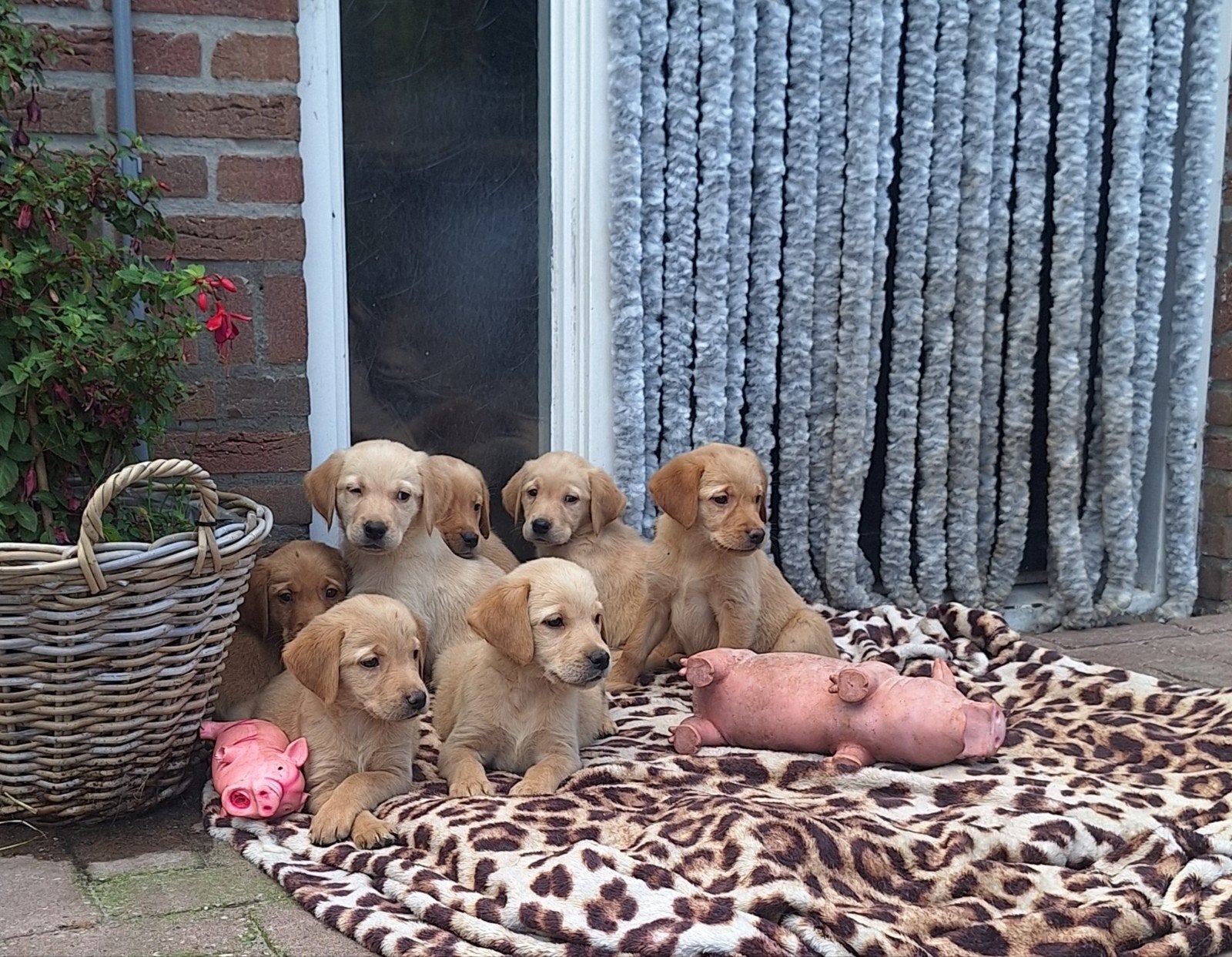 Labrador x golden retriever, 8 tot 15 weken, Parvo, Meerdere, Meerdere dieren