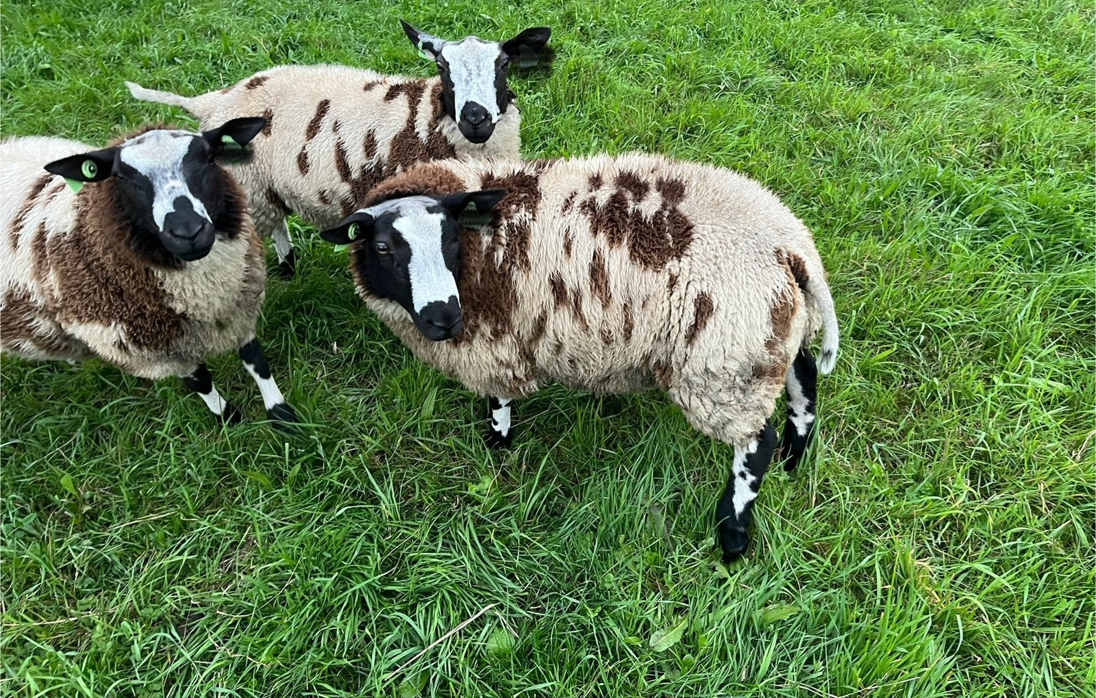 3 bonte rammen, Dieren en Toebehoren, Mannelijk, Schaap, 0 tot 2 jaar