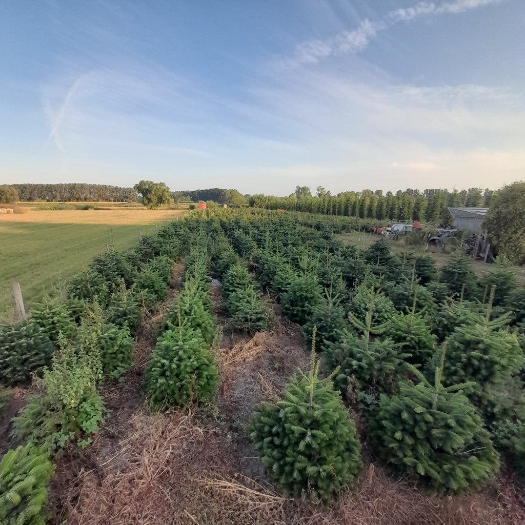 Kerstbomen, Tuin en Terras, Overige soorten, 100 tot 250 cm, Zomer, Ophalen