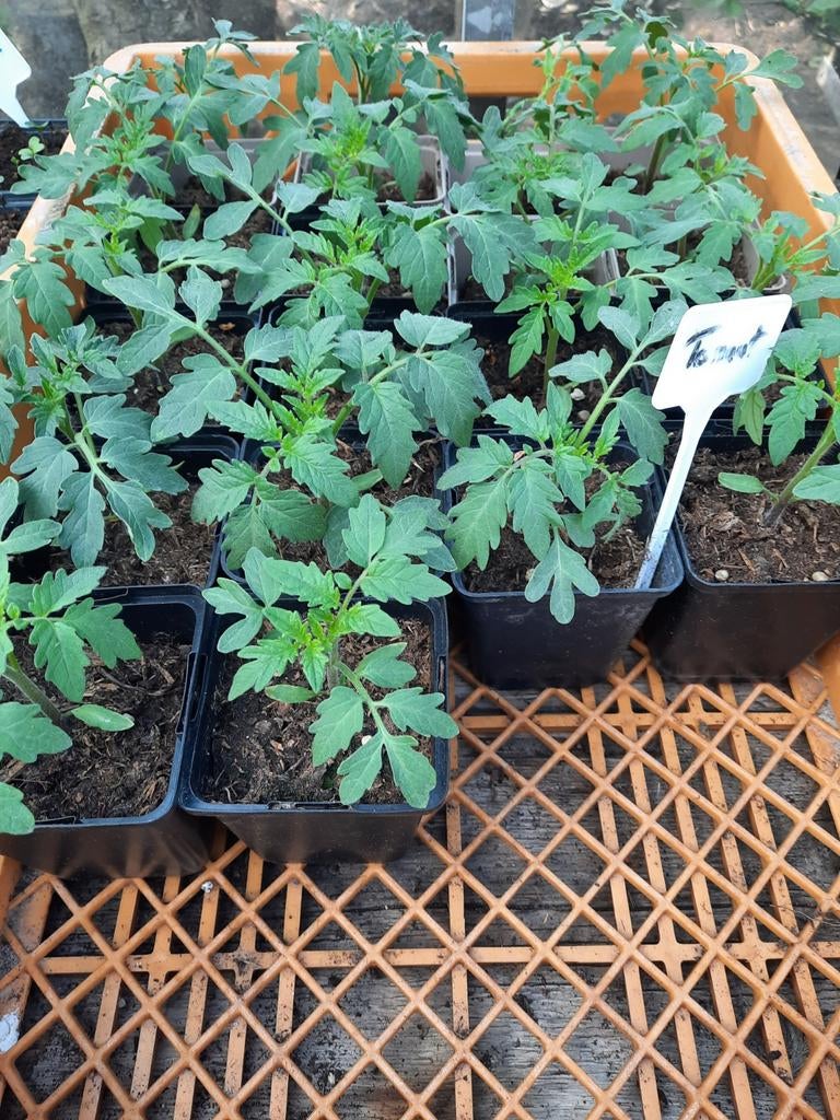 Tomaten, courgette, pompoen, komkommer, diverse tuinplanten, Ophalen, Volle zon, Groenteplanten, Eenjarig