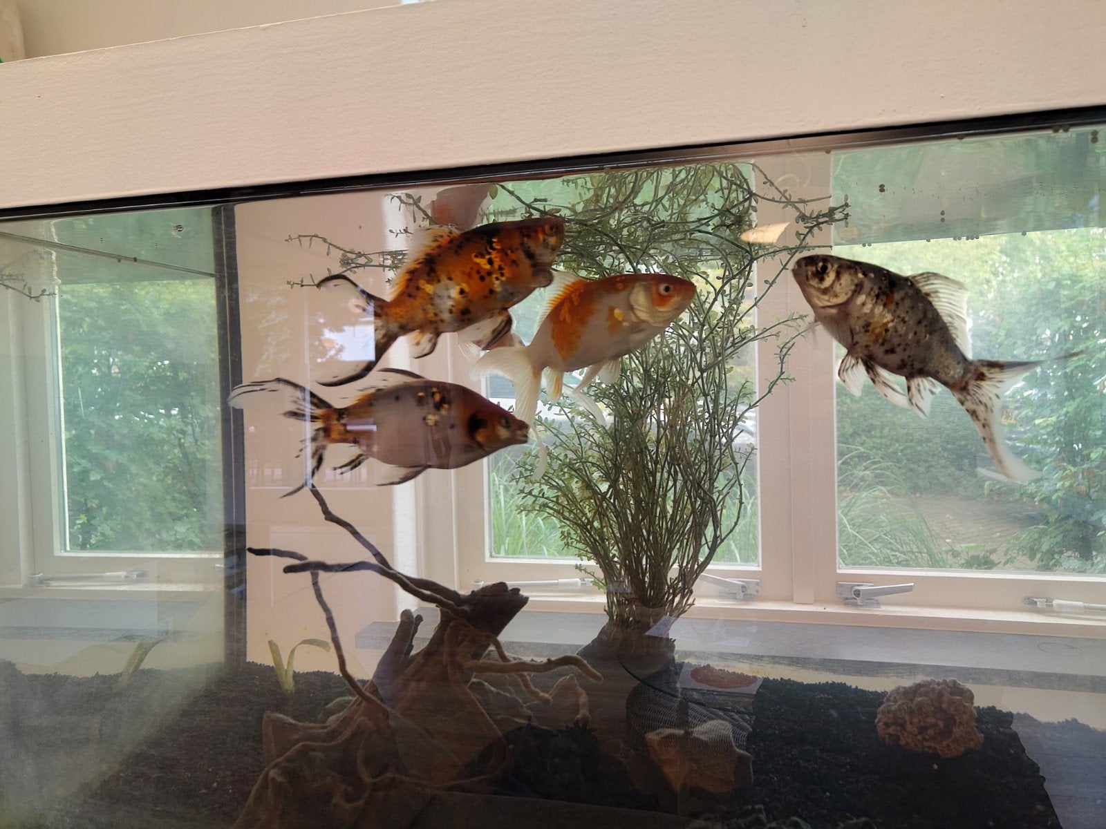 6 grote Shubunkin, Dieren en Toebehoren, Goudvis(sen)