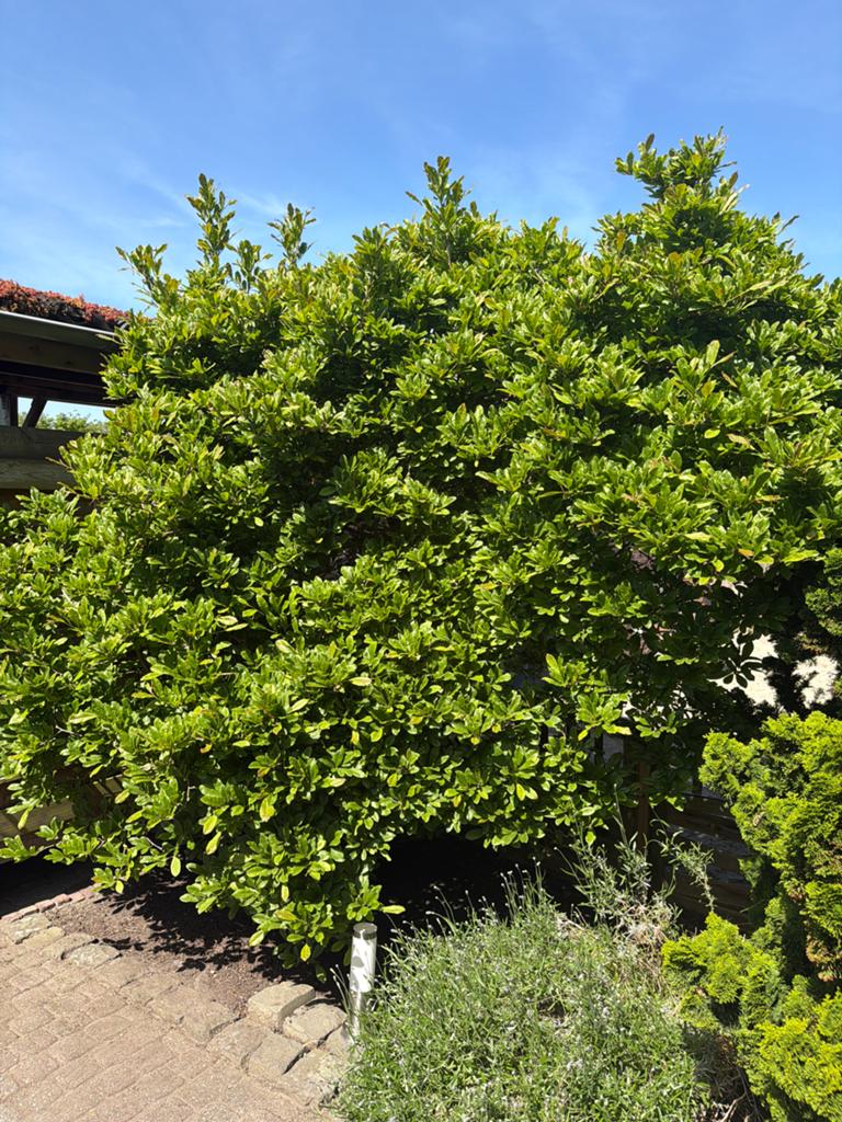 Zeldzame Magnolia Grandiflora, Overige soorten, Lente, 250 tot 400 cm, Ophalen