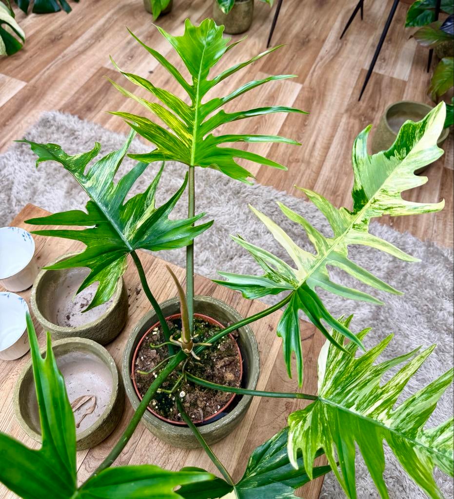 Philodendron Florida Beauty x Tortum Variegata p15, Ophalen of Verzenden
