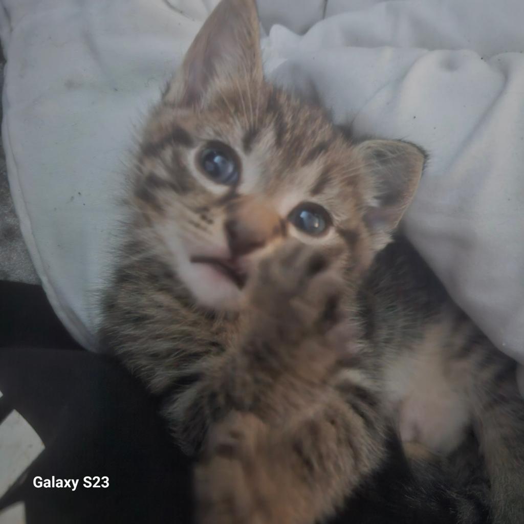 Twee kittens beschikbaar, Ophalen of Verzenden, Zo goed als nieuw