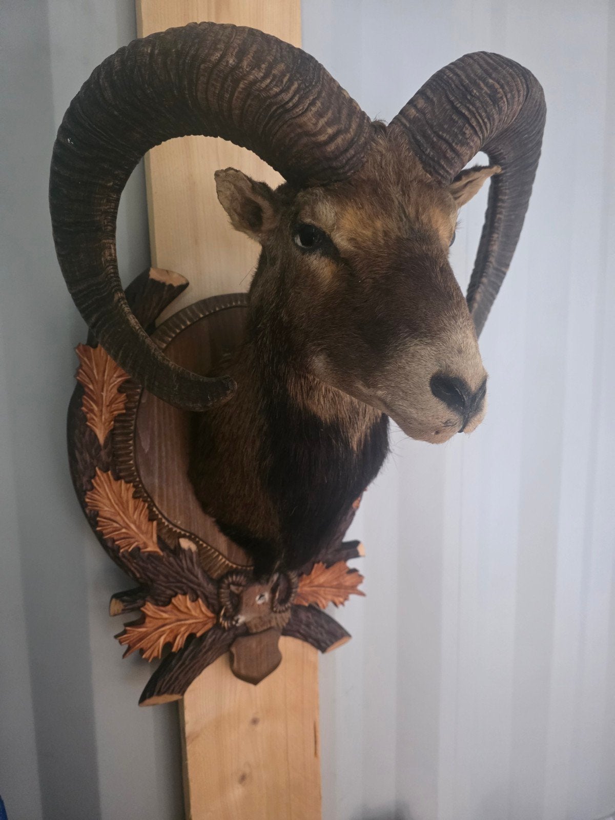 opgezette moeflon met grote hoorns, taxidermie opgezette, Ophalen of Verzenden, Vogel, Opgezet dier